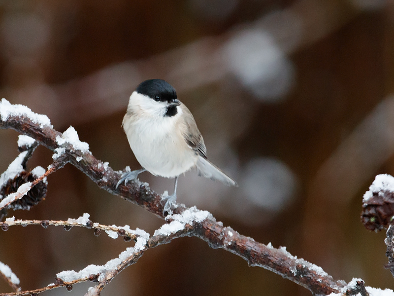 Parus palustris Glanskop Marsh Tit